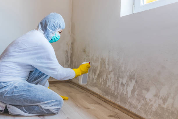 Licensed Black Mold Remediation service in Ward, CO - Mold Remediation HQ