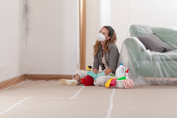 Reliable Black Mold Remediation contractor in Ward, CO by Mold Remediation HQ